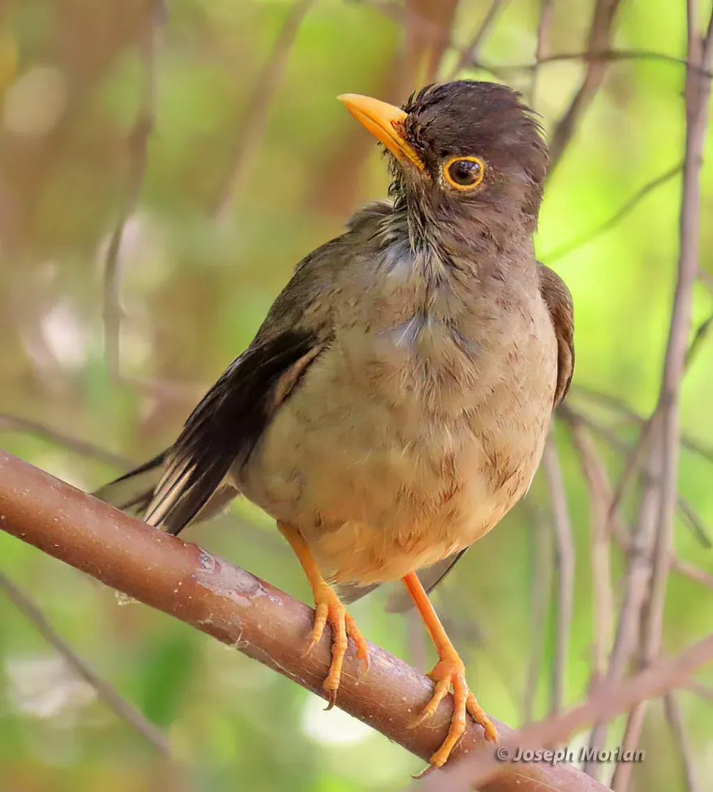 File:Turdus falcklandii magellanicus 254873247.jpg