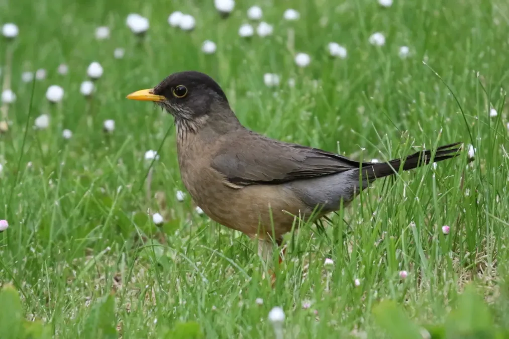 File:Turdus falcklandii 245857014.jpg