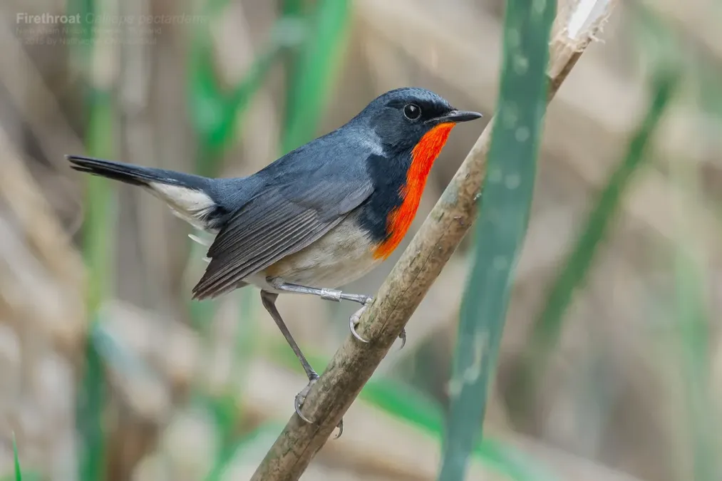 File:Calliope pectardens 132843395.jpg