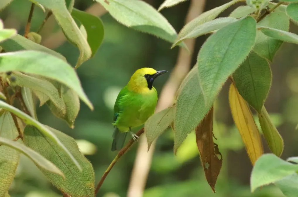 File:Chloropsis cochinchinensis 45322120.jpg