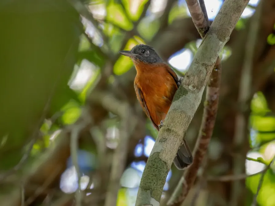 File:Thamnophilus nigrocinereus Blackish-gray Antshrike (female); river Tapajós island, Itaituba, Pará, Brazil.jpg