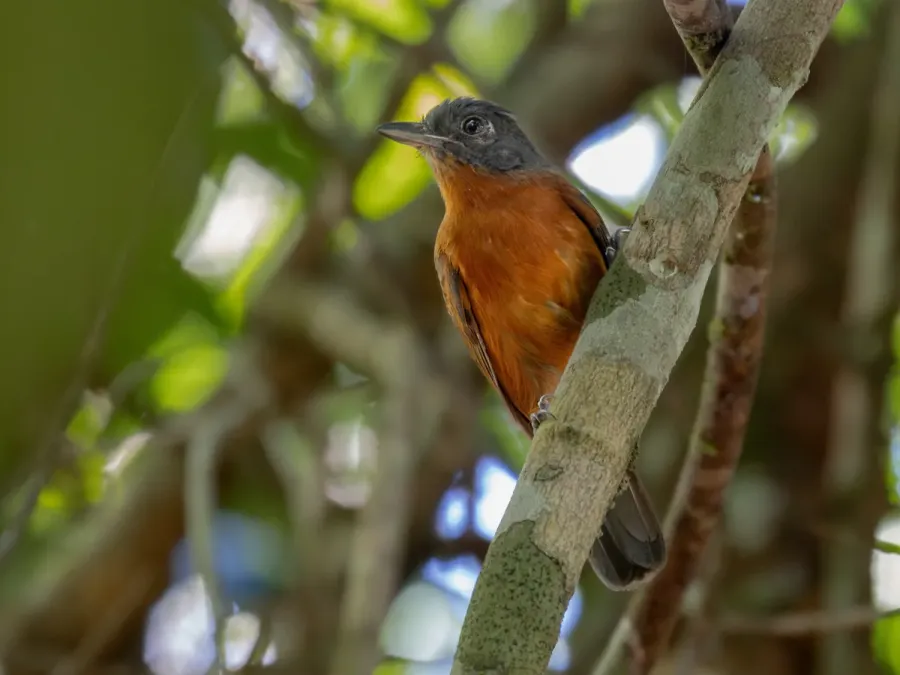 File:Thamnophilus nigrocinereus Blackish-gray Antshrike (female); river Tapajós island, Itaituba, Pará, Brazil (cropped).jpg