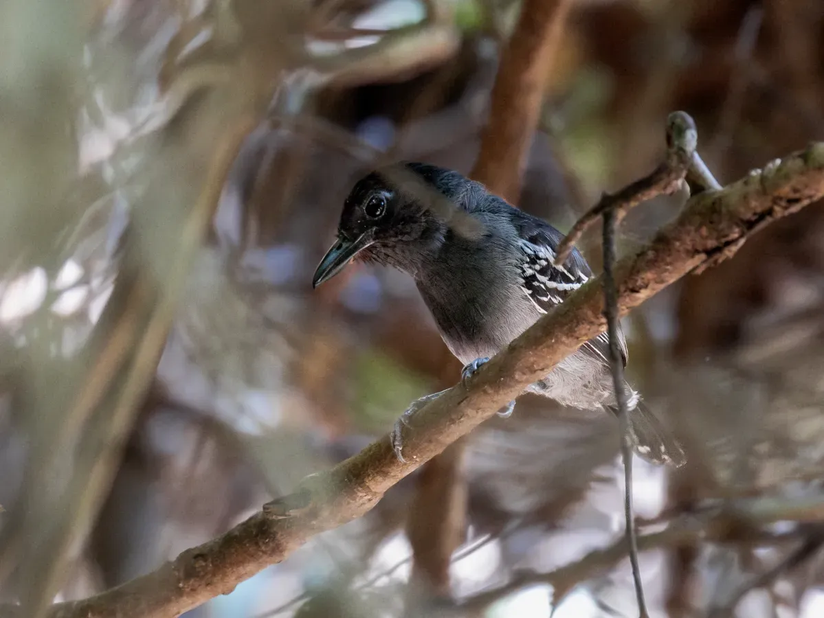 File:Thamnophilus nigrocinereus Blackish-gray Antshrike (male); river Tapajós island, Itaituba, Pará, Brazil (cropped).jpg