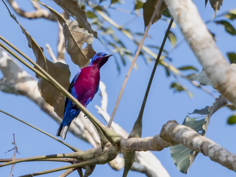 File:Cotinga cotinga Purple-breasted Cotinga (male); Amazonia National Park, Itaituba, Pará, Brazil.jpg