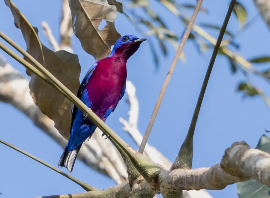 File:Cotinga cotinga Purple-breasted Cotinga (male); Amazonia National Park, Itaituba, Pará, Brazil (cropped).jpg