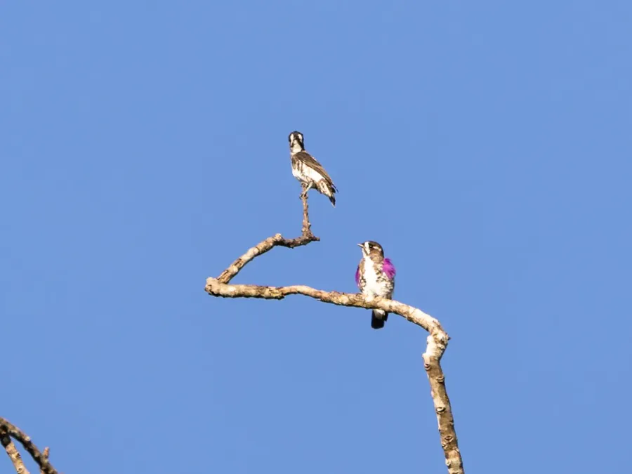 File:Iodopleura isabellae White-browed Purpletuft (couple); Amazonia National Park, Itaituba, Pará, Brazil.jpg