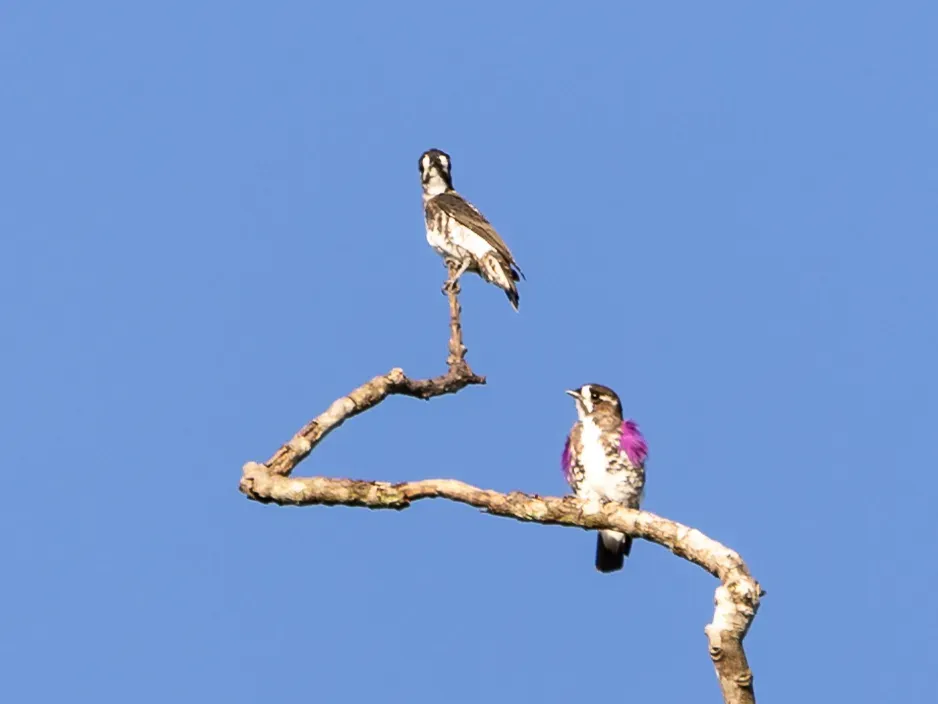 File:Iodopleura isabellae White-browed Purpletuft (couple); Amazonia National Park, Itaituba, Pará, Brazil (cropped).jpg