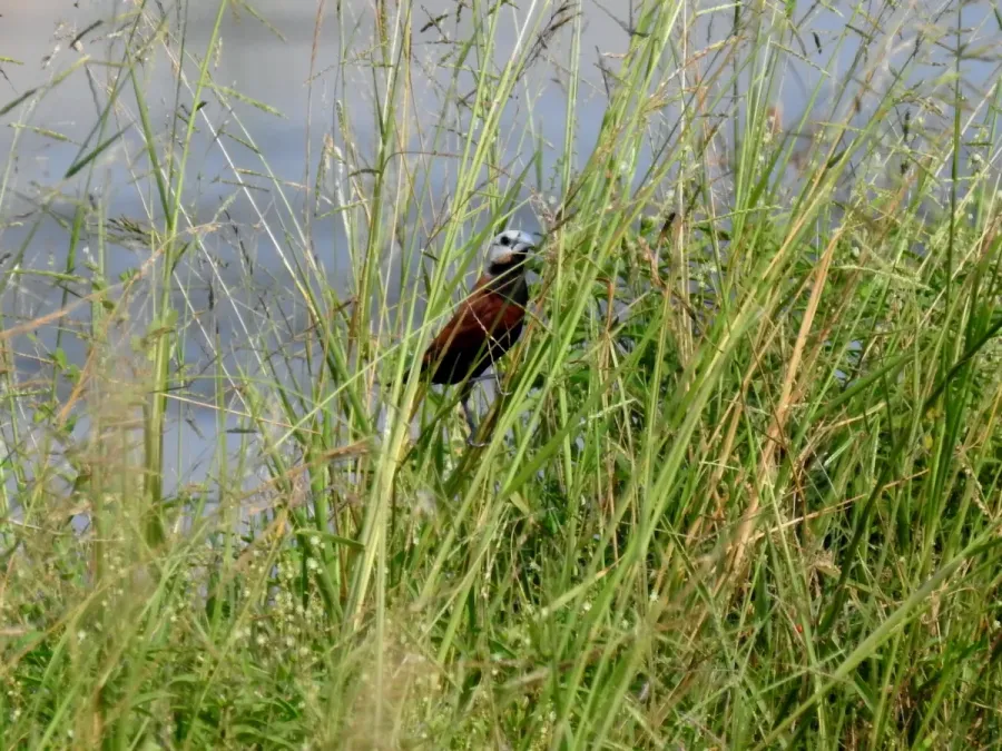 File:Lonchura ferruginosa 241375087.jpg