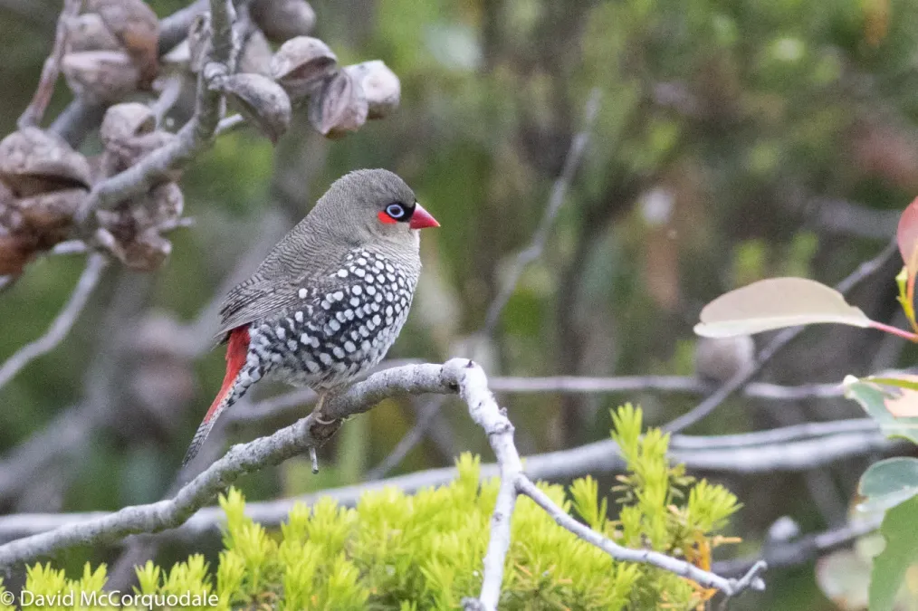 File:Stagonopleura oculata 29252188.jpg