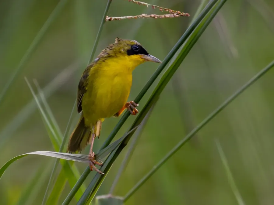 File:Geothlypis aequinoctialis Masked Yellowthroat (male); Serra do Navio, Amapá, Brazil.jpg