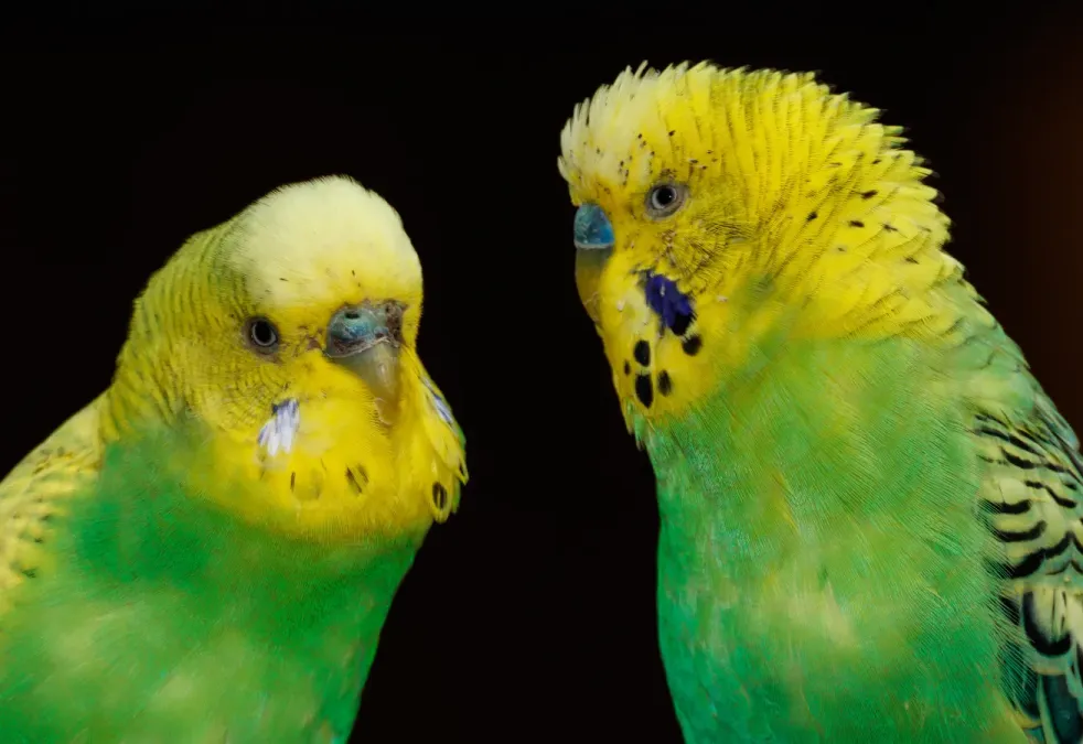 File:Melopsittacus undulatus - Vogelpark Steinen 02.jpg