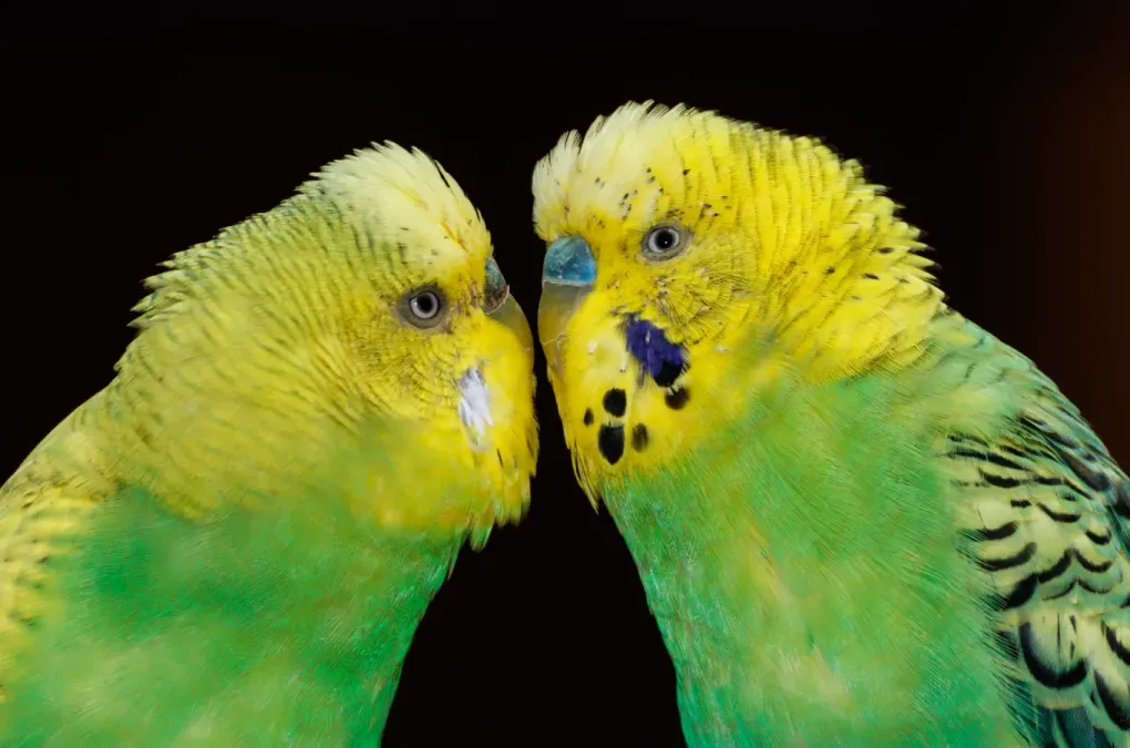 File:Melopsittacus undulatus - Vogelpark Steinen 03.jpg