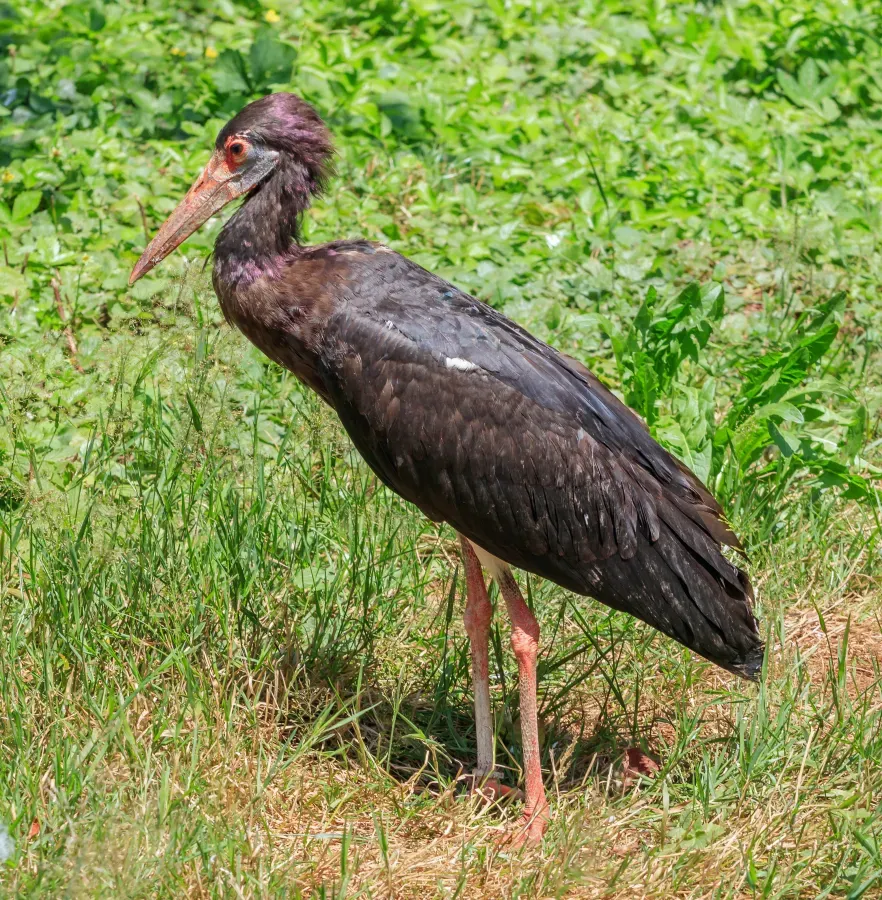 File:Ciconia abdimii - Vogelpark Steinen 01.jpg