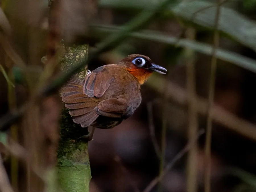 File:Gymnopithys rufigula Rufous-throated Antbird; Serra do Navio, Amapá, Brazil (cropped).jpg