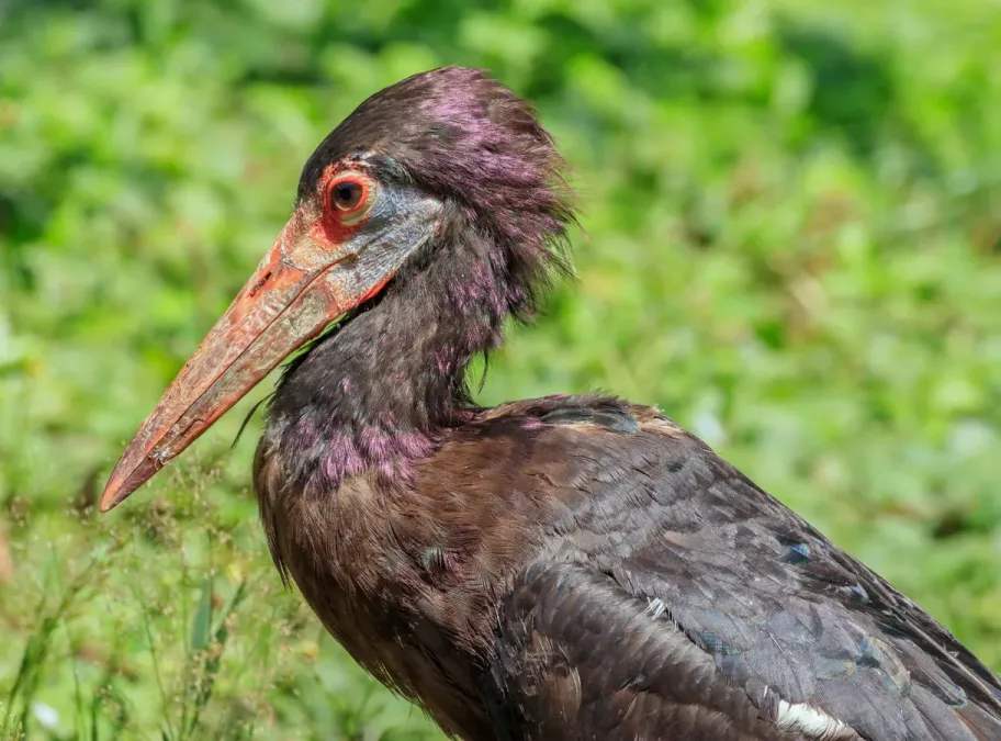 File:Ciconia abdimii - Vogelpark Steinen 02.jpg
