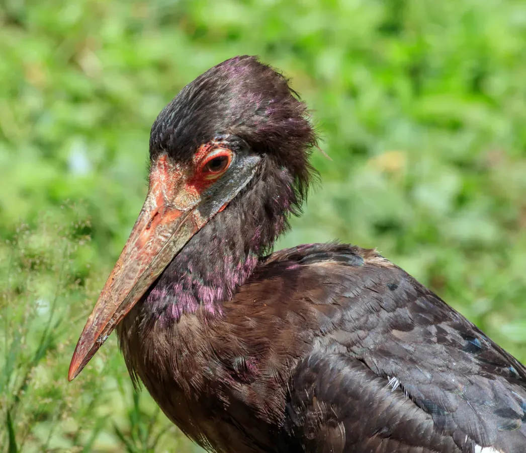 File:Ciconia abdimii - Vogelpark Steinen 03.jpg