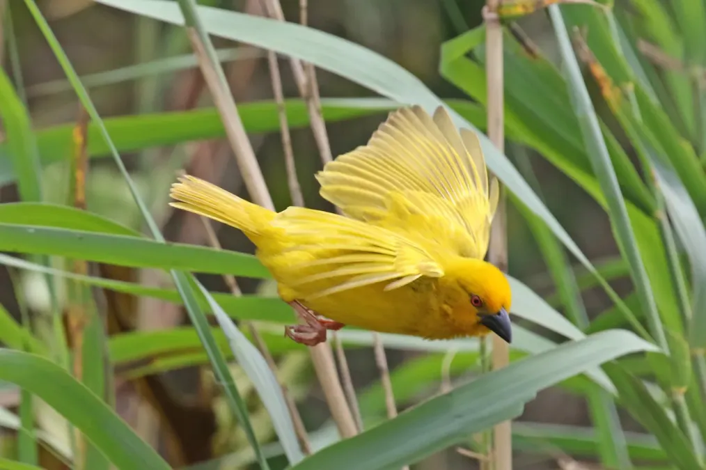 File:Ploceus subaureus subaureus 73298949.jpg