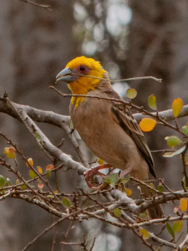 File:Ploceus sakalava 60586107.jpg