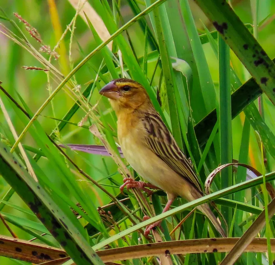 File:Ploceus hypoxanthus 248068437.jpg