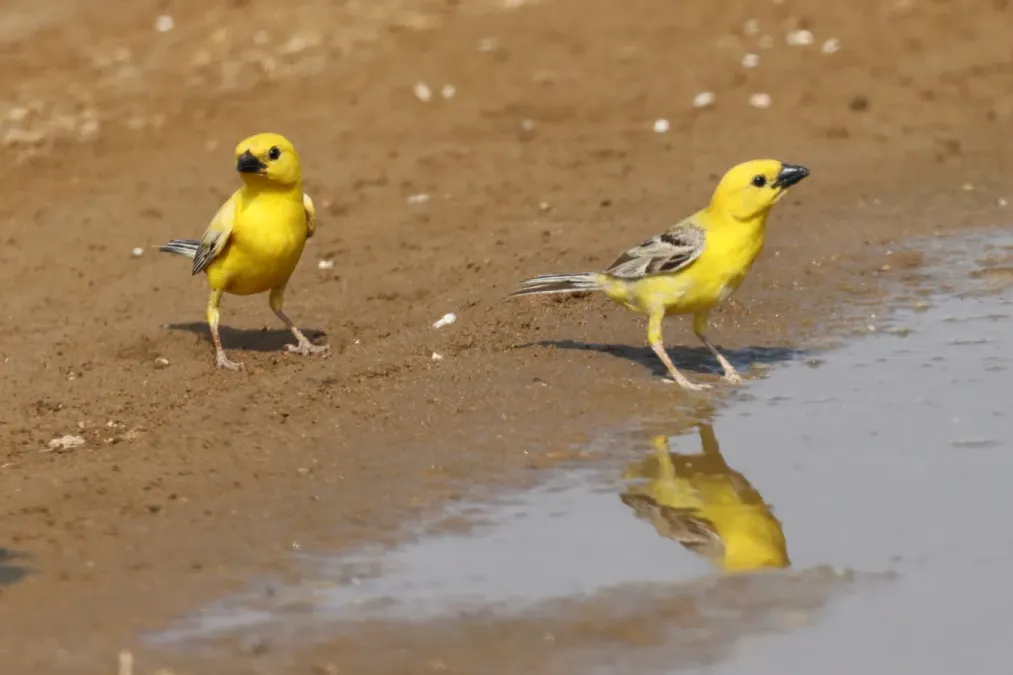 File:Passer euchlorus 284523077.jpg