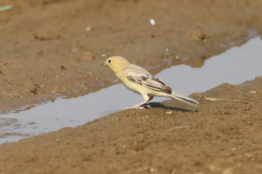 File:Passer euchlorus 284523024.jpg