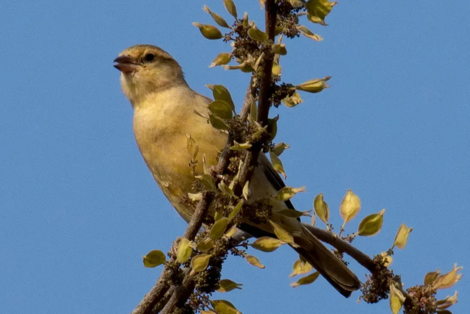 File:Passer flaveolus 63647074.jpg