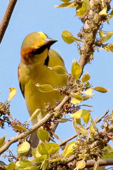 File:Passer flaveolus 63647066.jpg