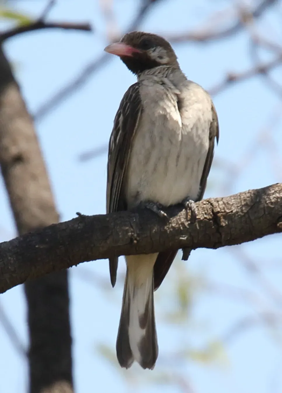 File:Greater Honeyguide (Indicator indicator) (45663851145), crop.jpg