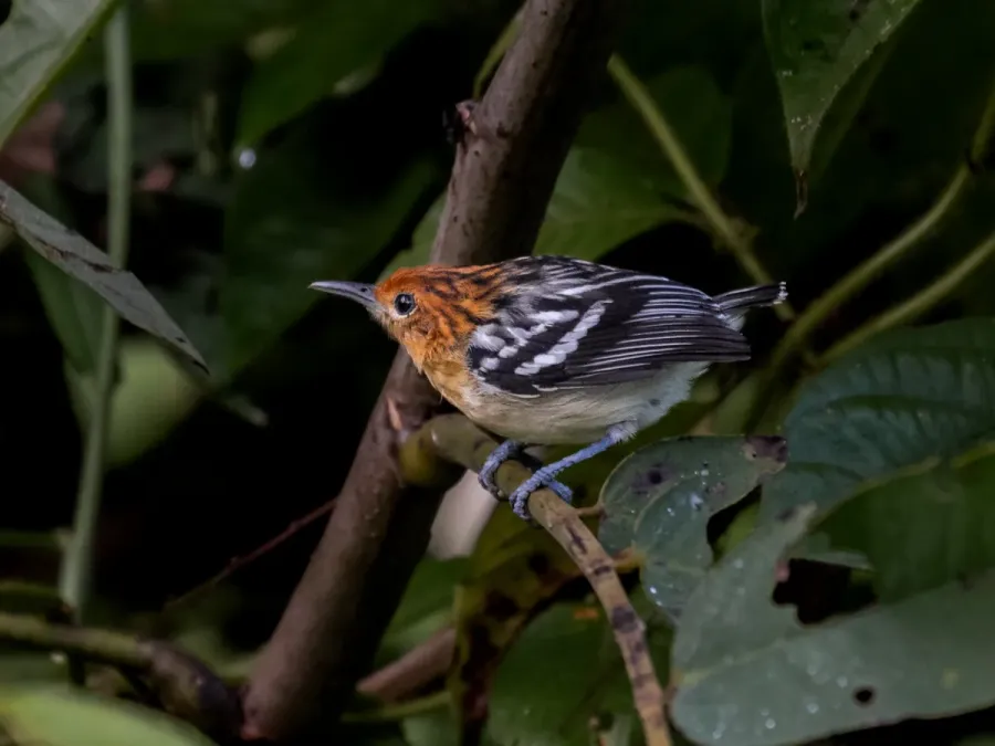 File:Myrmotherula surinamensis Guianan Streaked-Antwren (female); Serra do Navio, Amapá, Brazil 01.jpg