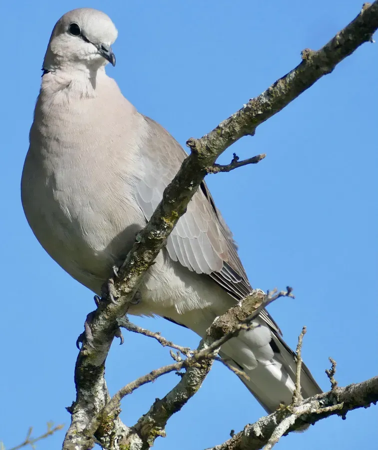 File:Ring-necked Dove (Streptopelia capicola) (53072255454).jpg