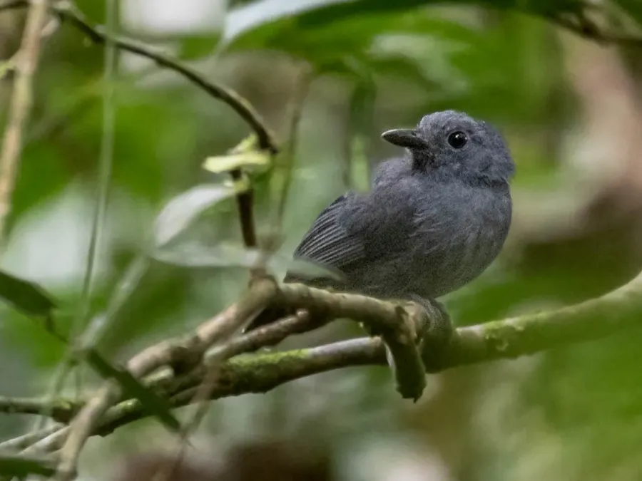 File:Thamnomanes ardesiacus Dusky-throated Antshrike (male); Rio Branco, Acre, Brazil.jpg