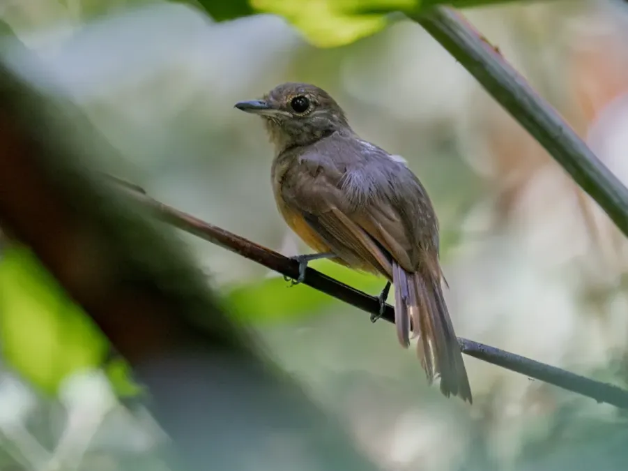 File:Thamnomanes ardesiacus Dusky-throated Antshrike (female); Serra do Navio, Amapá, Brazil.jpg
