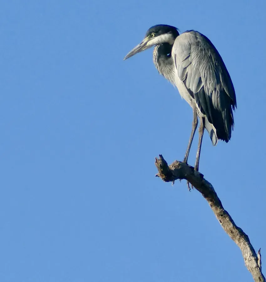 File:Black-headed Heron (Ardea melanocephala) (53070189334).jpg