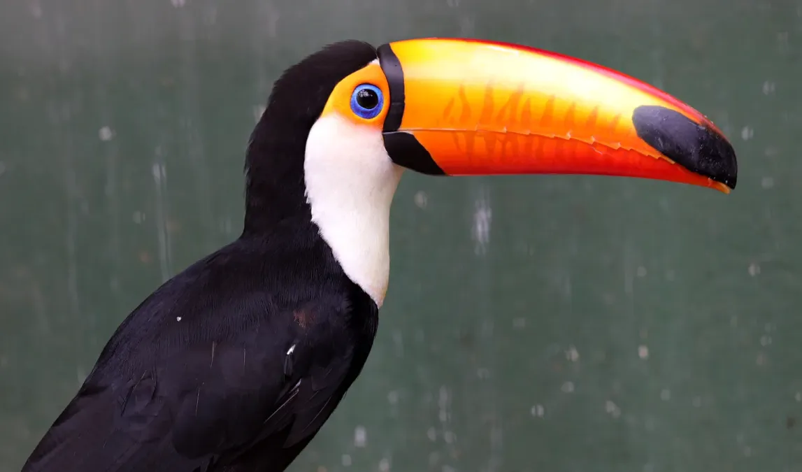 File:Toco toucan (Ramphastos toco) close-up.jpg