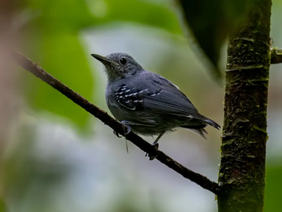 File:Myrmotherula menetriesii Grey Antwren (male); Serra do Navio, Amapá, Brazil.jpg