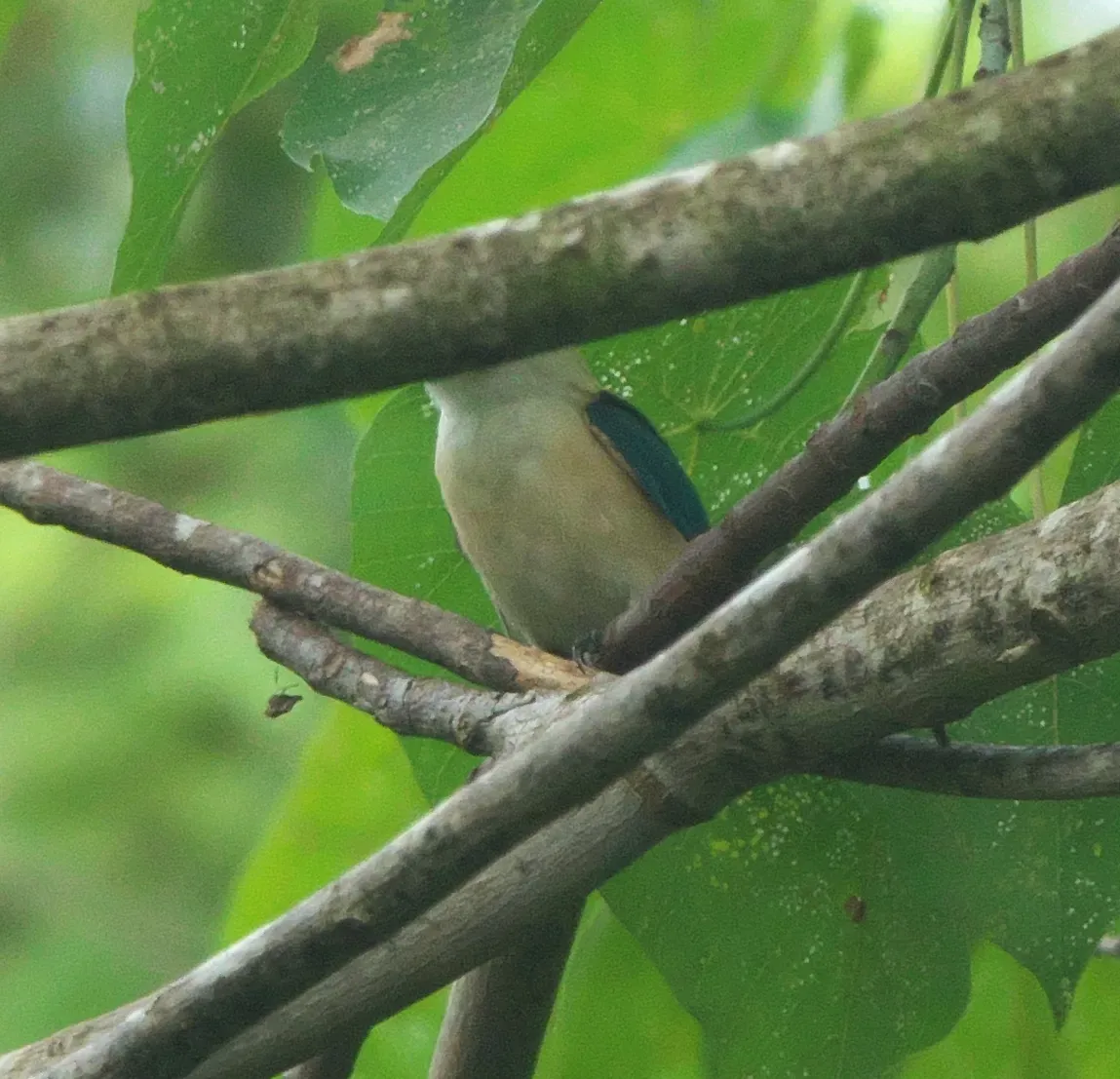 File:Todiramphus recurvirostris 257391029.jpg