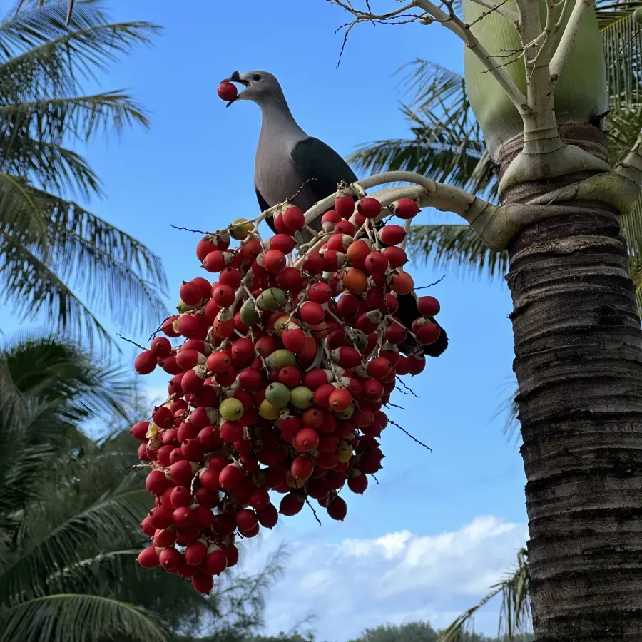 File:Pacific Imperial pigeon Ducula Pacifica.jpg