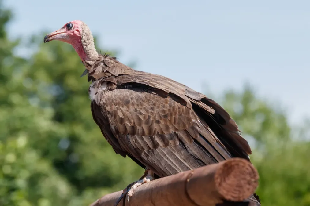 File:Necrosyrtes monachus - Vogelpark Steinen 01.jpg