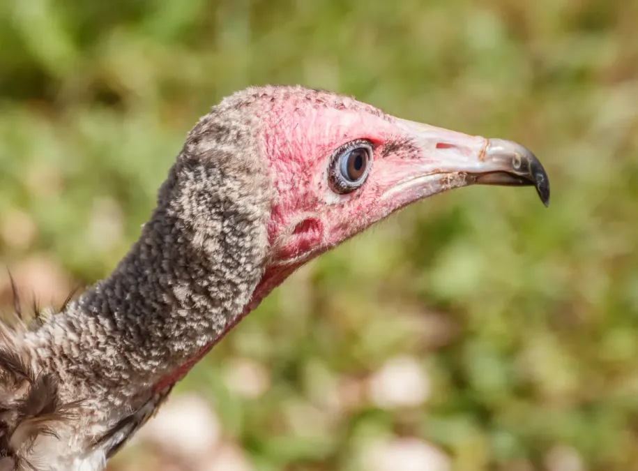 File:Necrosyrtes monachus - Vogelpark Steinen 02.jpg