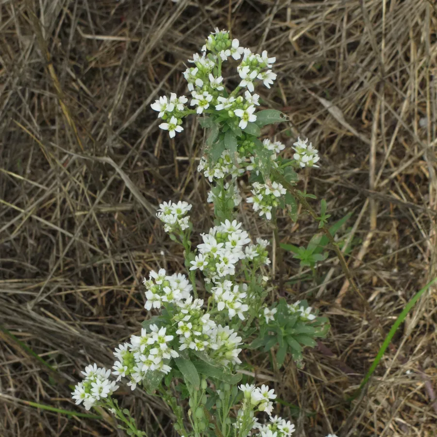 File:Berteroa incana RF.jpg
