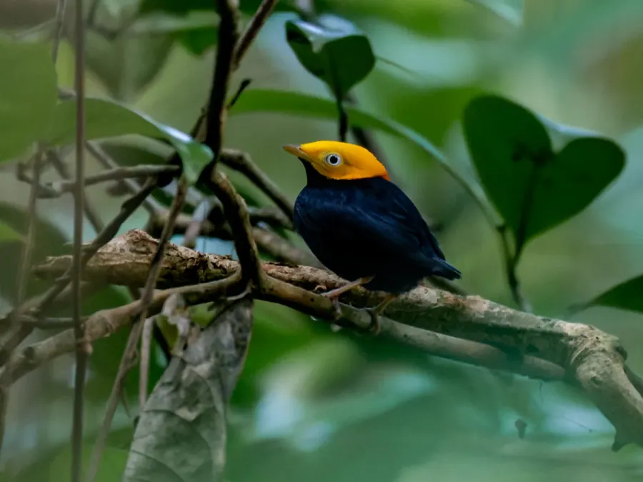 File:Ceratopipra erythrocephala Golden-headed Manakin (male), Serra do Navio, Amapá, Brazil.jpg