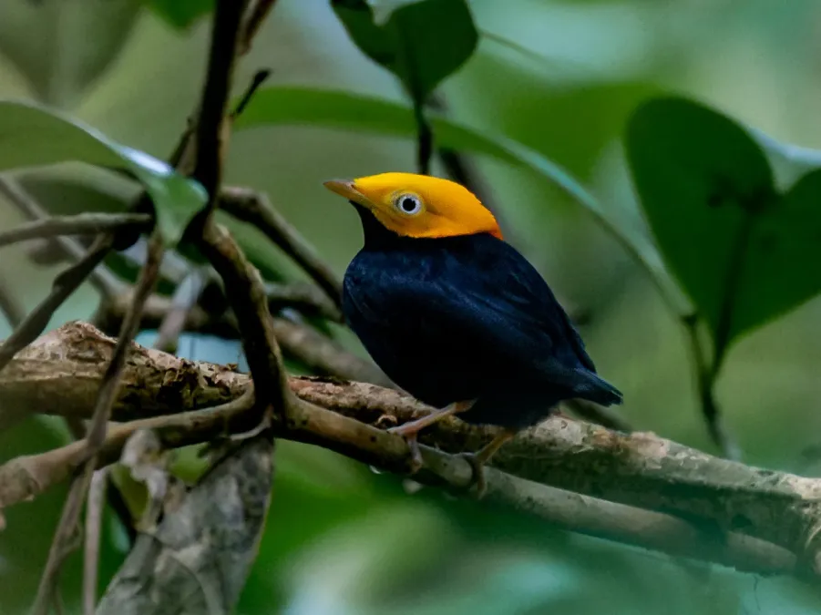 File:Ceratopipra erythrocephala Golden-headed Manakin (male), Serra do Navio, Amapá, Brazil (cropped).jpg