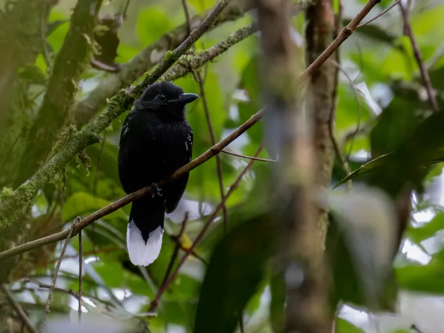 File:Thamnophilus melanothorax Band-tailed Antshrike (male); Serra do Navio, Amapá, Brazil.jpg
