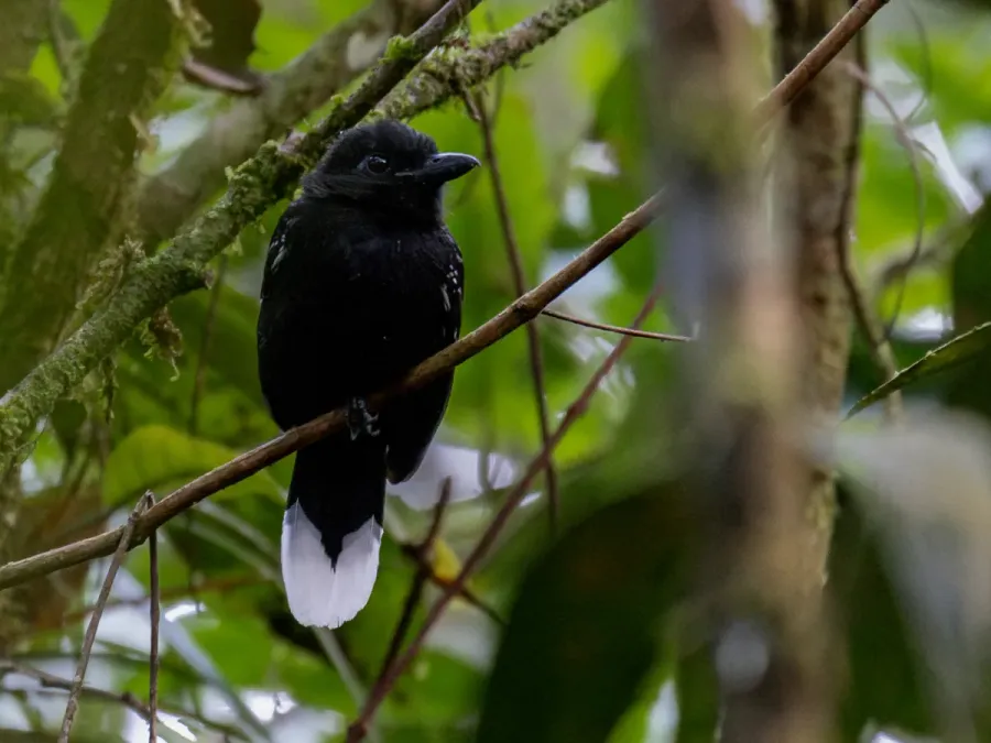 File:Thamnophilus melanothorax Band-tailed Antshrike (male); Serra do Navio, Amapá, Brazil (cropped).jpg