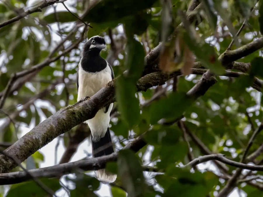 File:Cyanocorax cayanus Cayenne Jay; Porto Grande, Amapá, Brazil.jpg