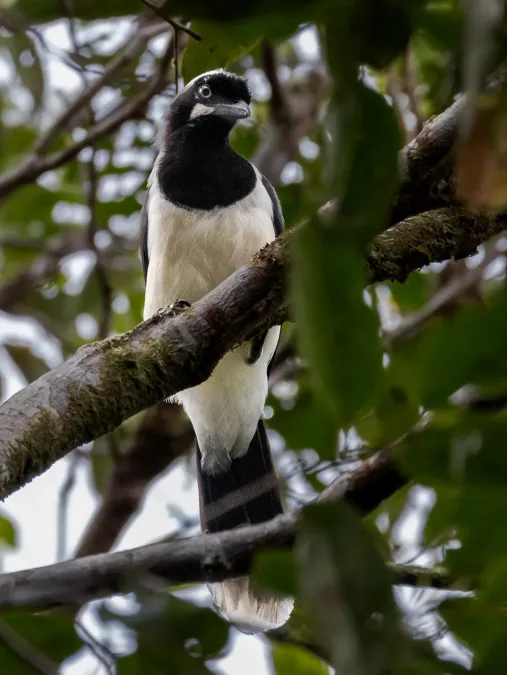 File:Cyanocorax cayanus Cayenne Jay; Porto Grande, Amapá, Brazil (cropped).jpg