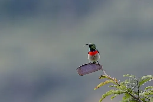 File:Cinnyris manoensis 15608134.jpg