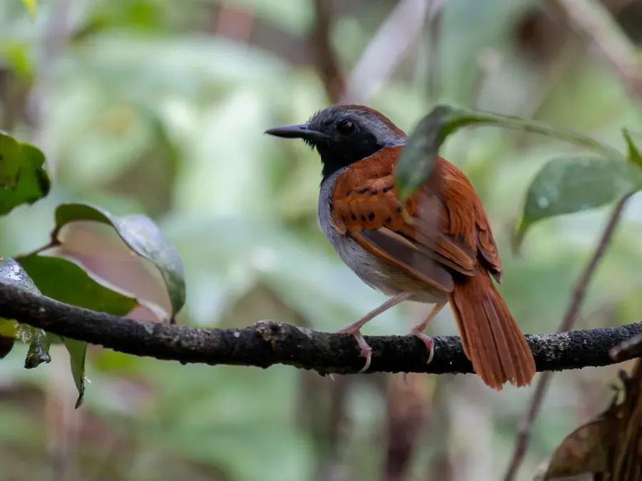 File:Myrmeciza longipes griseipectus White-bellied Antbird (male); Mazagão, Amapá, Brazil.jpg