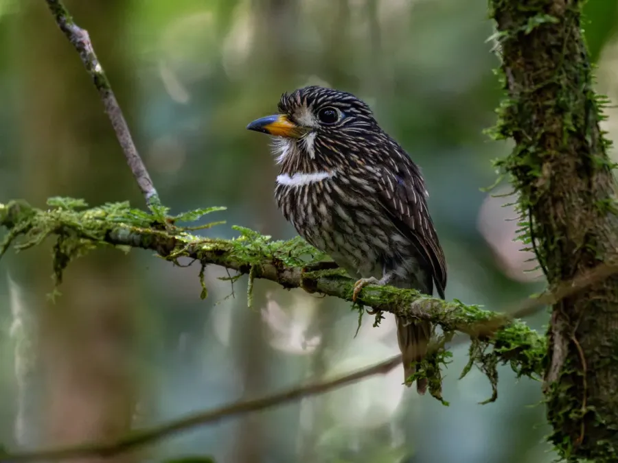 File:Malacoptila fusca White-chested Puffbird; Serra do Navio, Amapá, Brazil (cropped).jpg