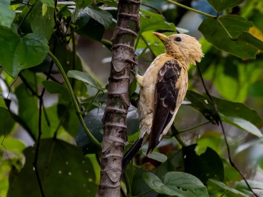 File:Celeus flavus Cream-colored Woodpecker (female); Santana, Amapá, Brazil.jpg